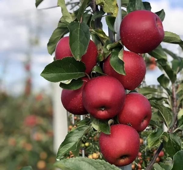 Apple_Plant_Grafting_HRMN_99_(1.5-3_Feet_Height_Pack_Of_1)