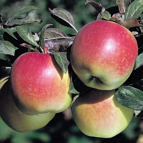 Apple_Plant_Grafting_HRMN_99_(1.5-3_Feet_Height_Pack_Of_1)
