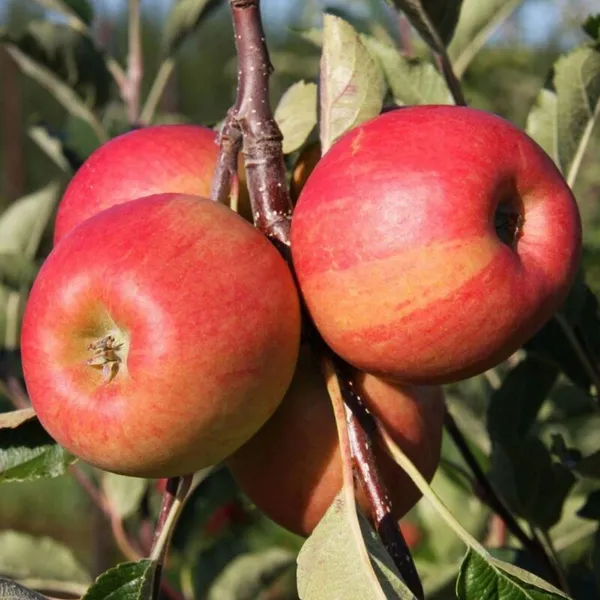 Apple_Plant_Grafting_HRMN_99_(1.5-3_Feet_Height_Pack_Of_1)