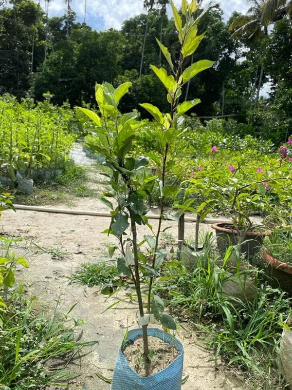 Apple_Plant_Grafting_HRMN_99_(1.5-3_Feet_Height_Pack_Of_1)