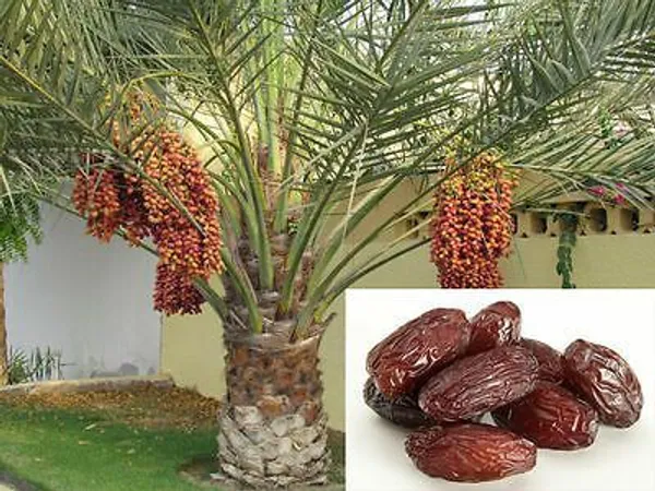 Arabian_hybrid_date_plant_(Pack_Of_1)