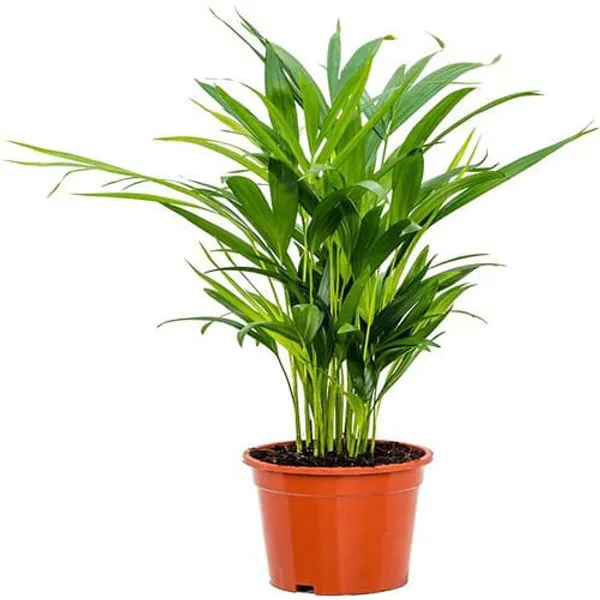 Areca_Palm_Air_Purifying_Indoor_And_Outdoor_Plant_|_Pack_Of_1