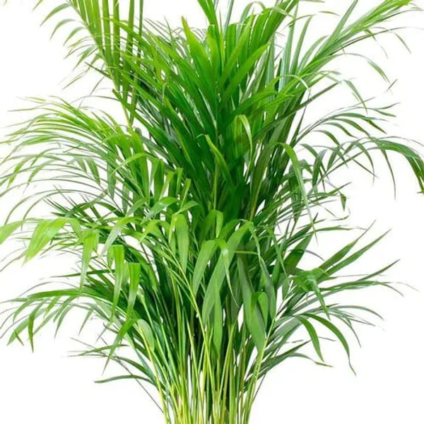 Areca_Palm_Air_Purifying_Indoor_And_Outdoor_Plant_|_Pack_Of_1