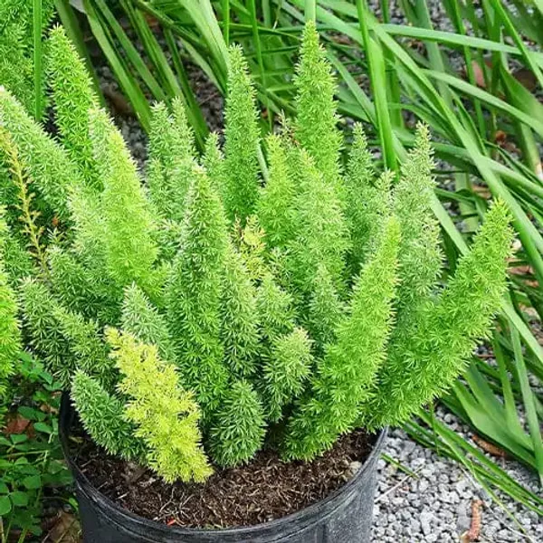 Asparagus_Plant