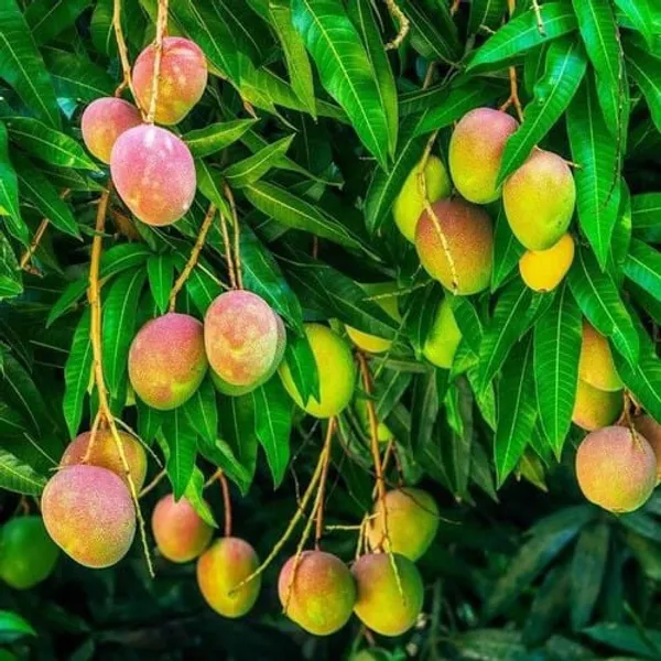 Aswina_Mango_Plant_|_Hybrid_Grafted_Plant