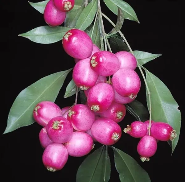 Australian_Lily_Pily_Berries_Plant