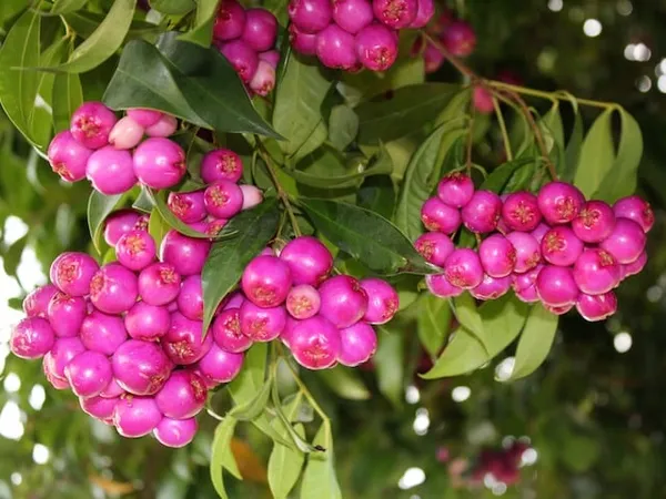 Australian_Lily_Pily_Berries_Plant
