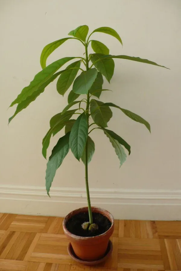 Avocado_Fruit_Plant