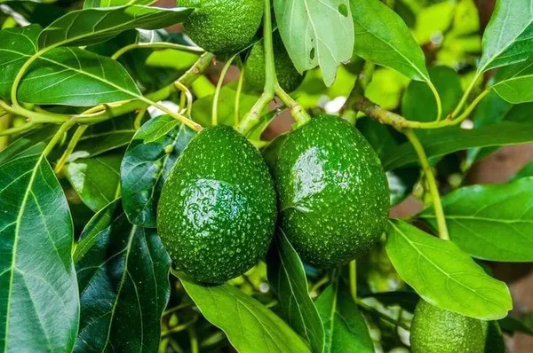 Avocado_Fruit_Plant