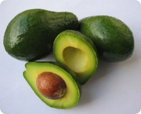Avocado_Fruit_Plant