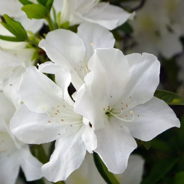 Azalea_Flower_Plant_(White)