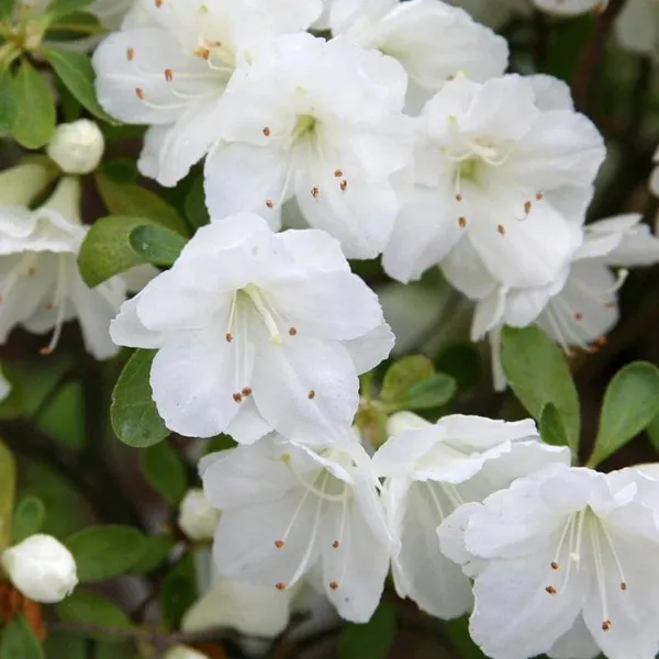 Azalea_Flower_Plant_(White)