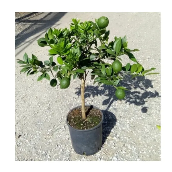 BARI_1_SWEET_MALTA_ORANGE_PLANT