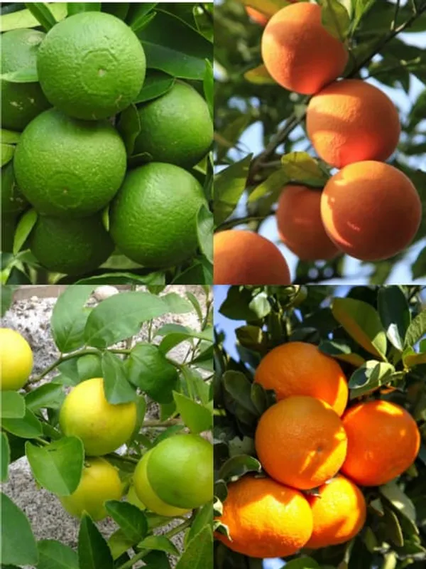 BARI_1_SWEET_MALTA_ORANGE_PLANT