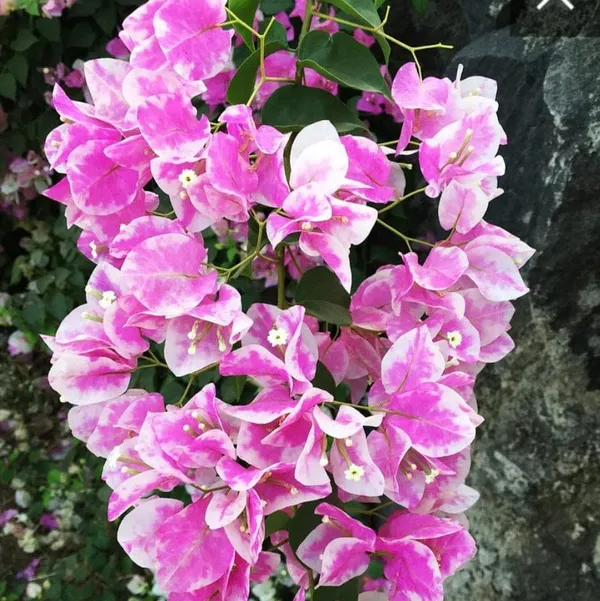 BOUGAINVILLEA_IMPERIAL_THAI