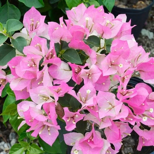 BOUGAINVILLEA_IMPERIAL_THAI