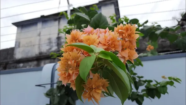 BOUGAINVILLEA_ROSEVILLE_ORANGE_FLOWER