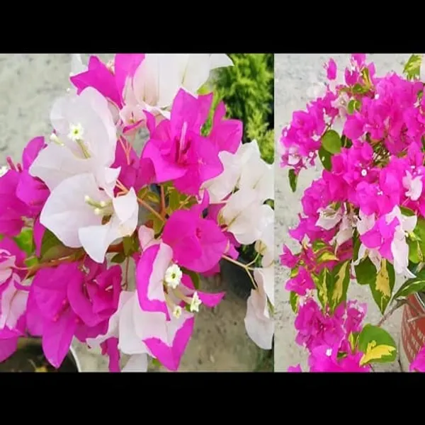 BOUGAINVILLEA_THIMMA_FLOWER