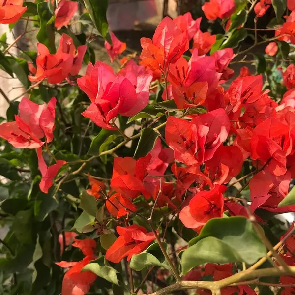 BOUGAINVILLEA_TOMATO_RED_FLOWER