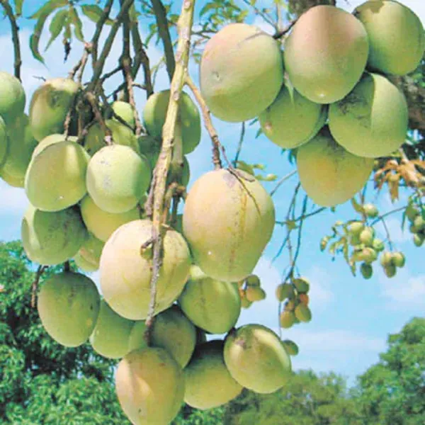 All_Time_Sweet_Bari_-11_Mango_Plant_|_Hybrid_Grafted_Plant