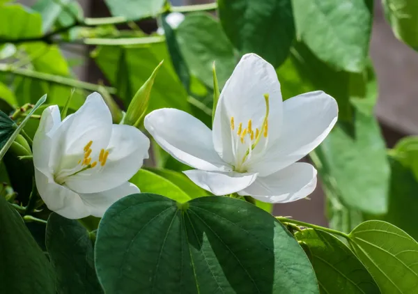 Bauhinia_Acuminata_White_Flower_Plant