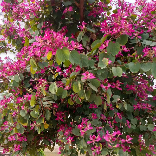 Bauhinia_Purpurea_(Hybrid_Pink)