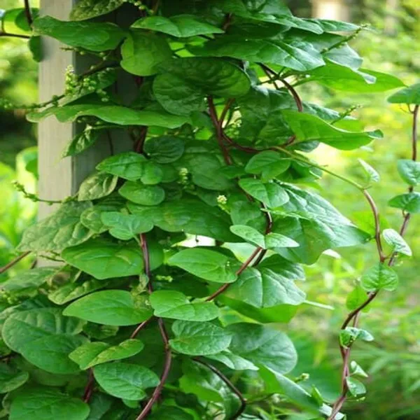 Betel_Leaf_|_Medicinal_Plants_|_Paan_Patta_(1.5-3_Feet_Height_Pack_Of_1)