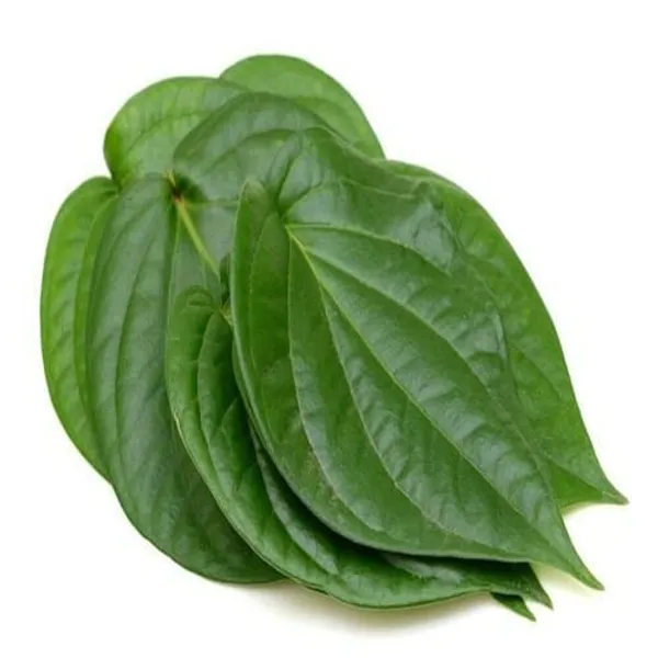 Betel_Leaf_|_Medicinal_Plants_|_Paan_Patta_(1.5-3_Feet_Height_Pack_Of_1)
