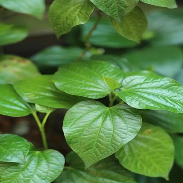 Betel_Leaf_|_Medicinal_Plants_|_Paan_Patta_(1.5-3_Feet_Height_Pack_Of_1)