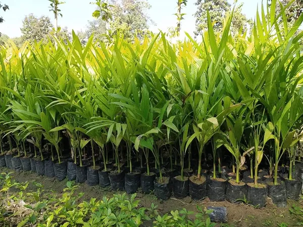 Betel_Nut_|_Supari_Plant_(1.5-3_Feet_Height_Pack_Of_1)