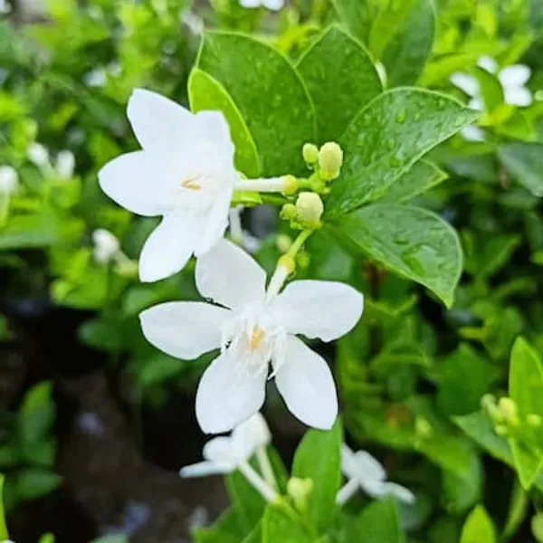 Bhutan_Mallika_Flower_Plant