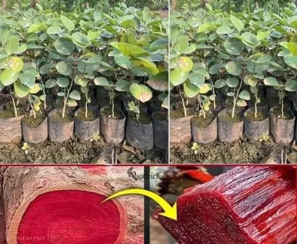 Big_Size_Red_Sandalwood_Plant_|_Hight_1.5_feet_to_2_feet_|_Pack_Of_1