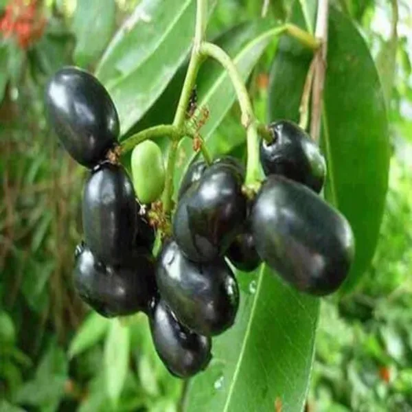 Black_Java_Pulm_Hybrid_Plant_(Grafted)