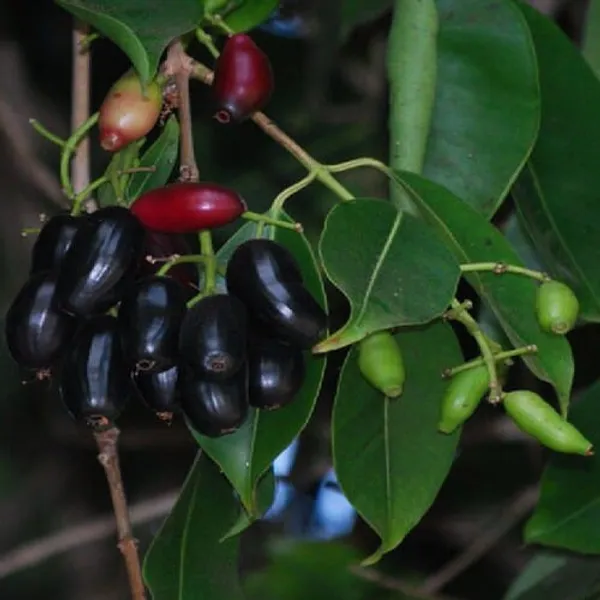 Black_Java_Pulm_Hybrid_Plant_(Grafted)