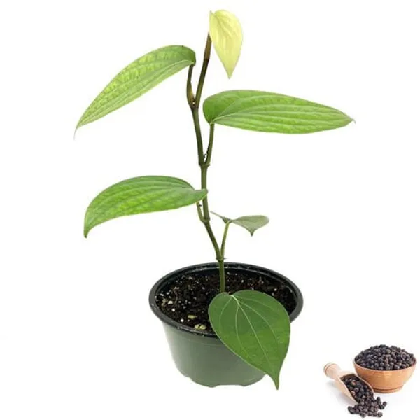 Black_Pepper_Hybrid_Plant