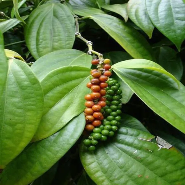 Black_Pepper_Hybrid_Plant
