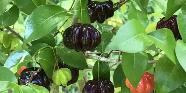 Black_Surinam_cherry_Fruit_Plant_(1.5-3_Feet_Height_Pack_Of_1)