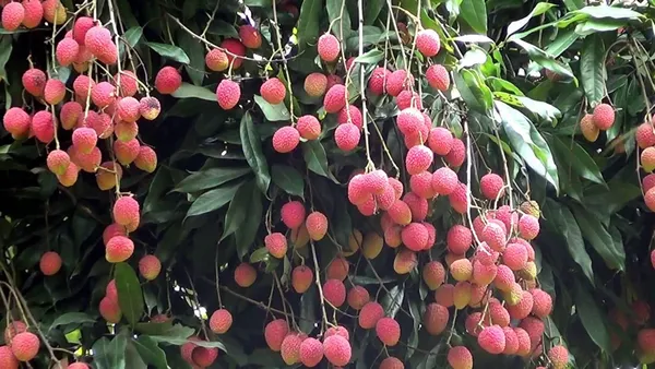 Bombai_Litchi_Plant_(Ata)