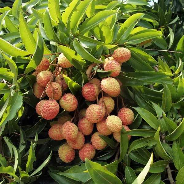 Bombai_Litchi_Plant_(Ata)