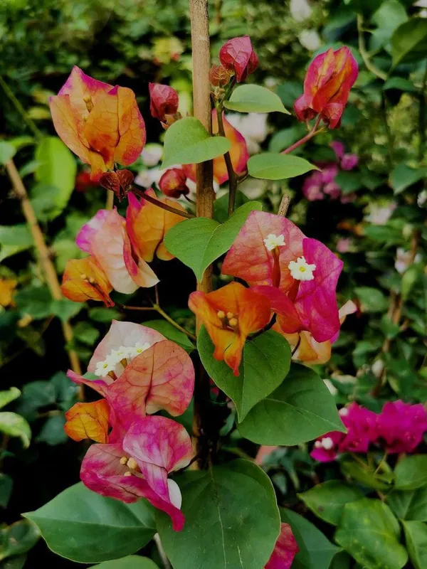 Bougainvillea_Chitra_|_Flower_Plant_(1.5-3_Feet_Height_Pack_Of_1)