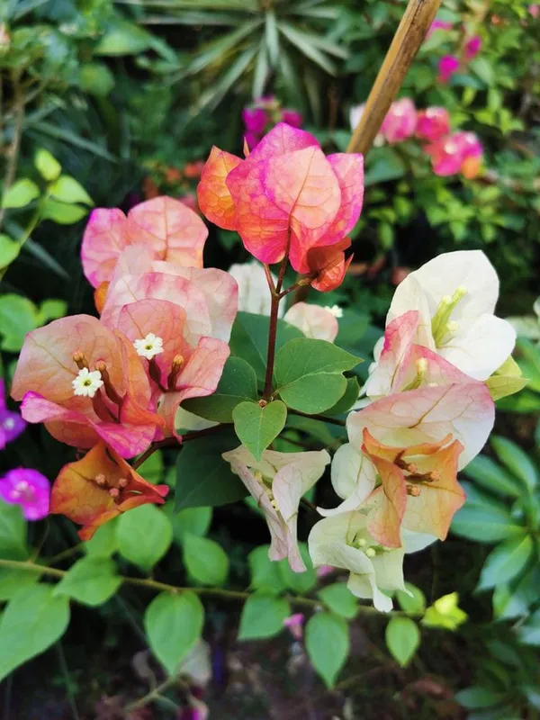Bougainvillea_Chitra_|_Flower_Plant_(1.5-3_Feet_Height_Pack_Of_1)