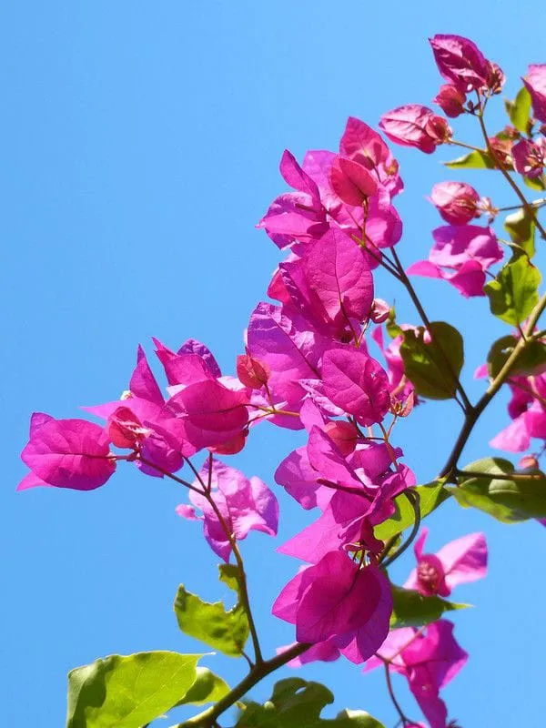 Bougainvillea_Pink_|_Flowering_Plant
