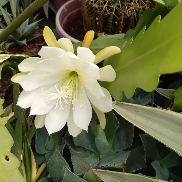 Brahma_Kamal_Flowering_Plant_(White)_(1.5-3_Feet_Height_Pack_Of_1)