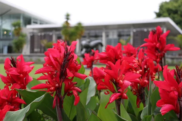 Canna_Lily_Orange_|_Flowering_Plant