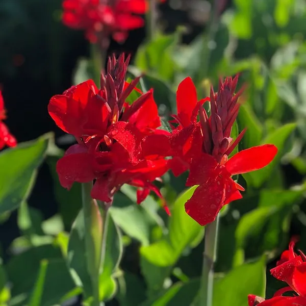 Canna_Lily_Orange_|_Flowering_Plant