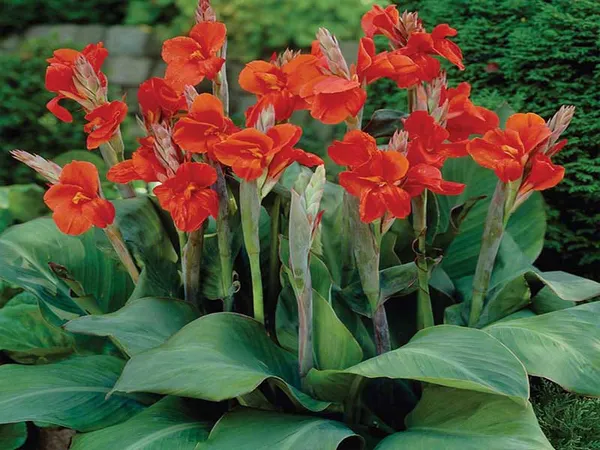 Canna_Lily_Red_|_Flowering_Plant