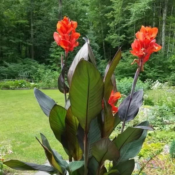 Canna_Lily_Red_|_Flowering_Plant
