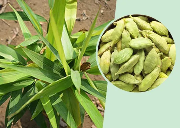 Cardamom_Plant_|_Elaichi_Spice_Plant_|_Pack_Of_1