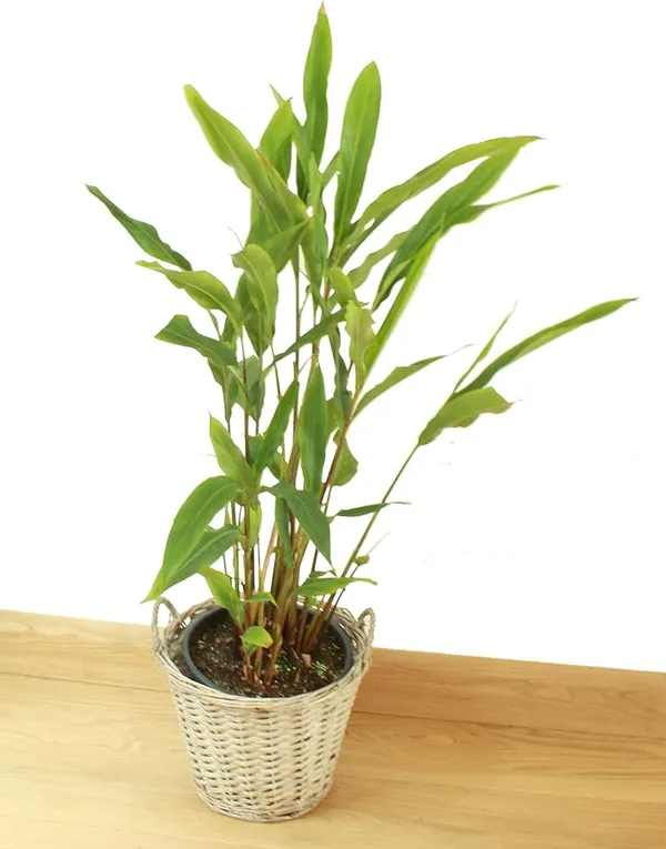 Cardamom_Plant_|_Elaichi_Spice_Plant_|_Pack_Of_1