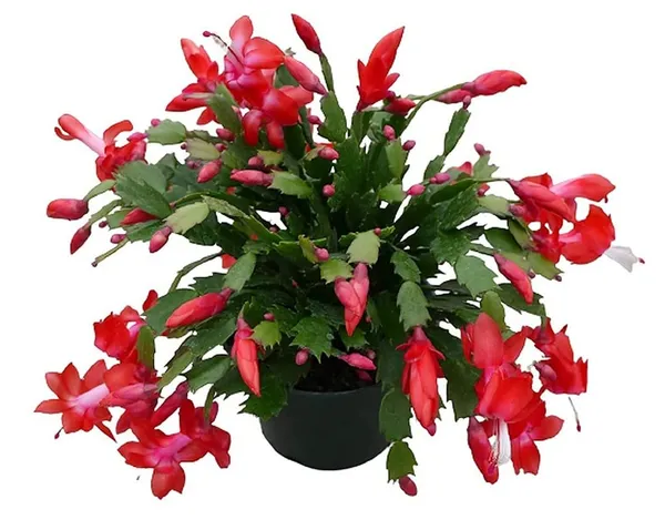 Christmas_Cactus_Plant_Without_Pot_2